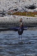 Egretta rufescens Aigrette roussatre reddish egret DSC_8072_00156_tn